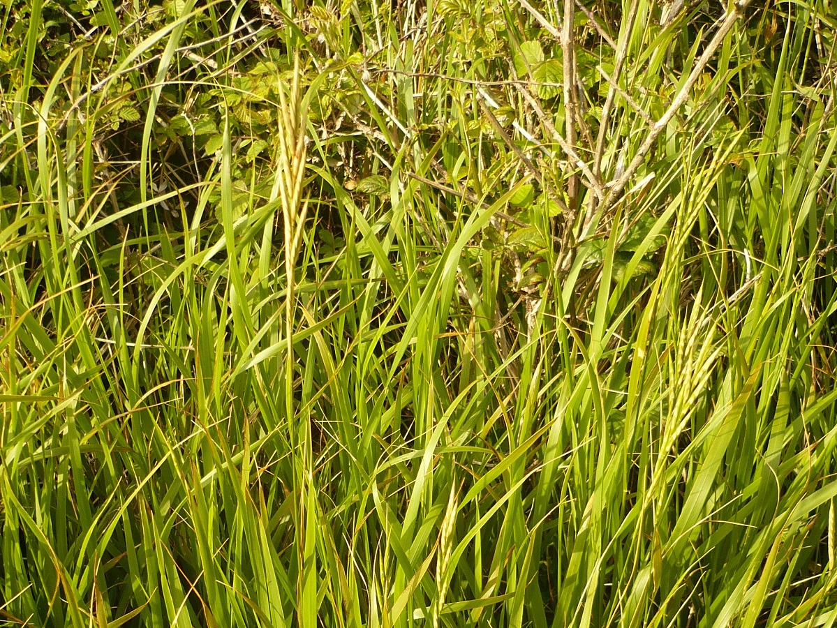 Brachypodium rupestre subsp. rupestre (Poaceae)